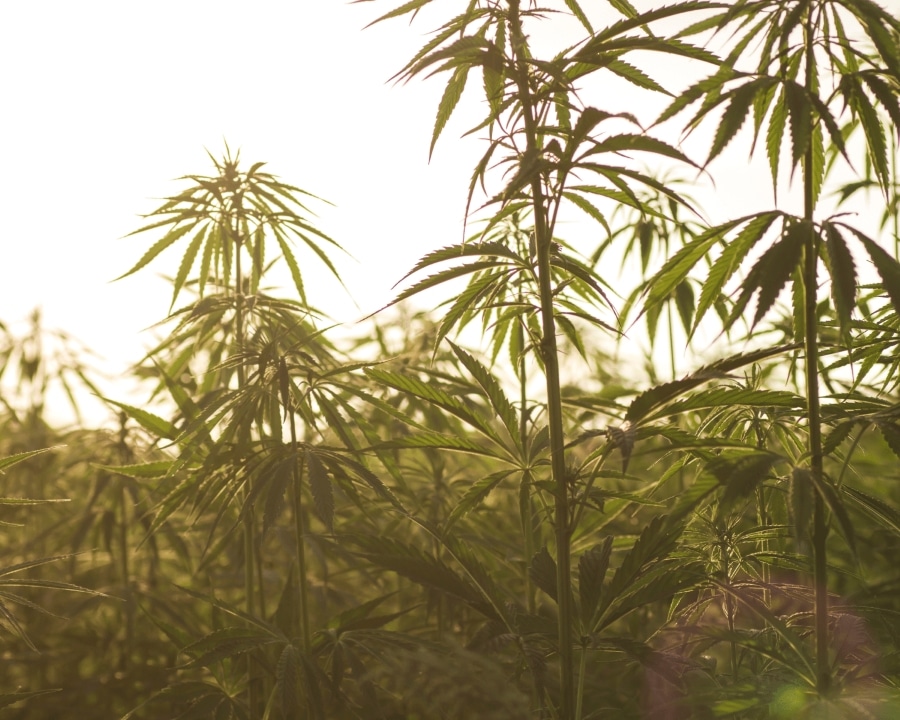 How Is Delta 8 Flower Made?