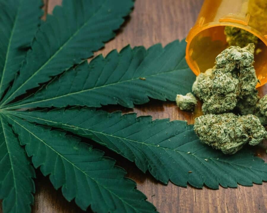 What Are The Differences Between Hemp And Marijuana?