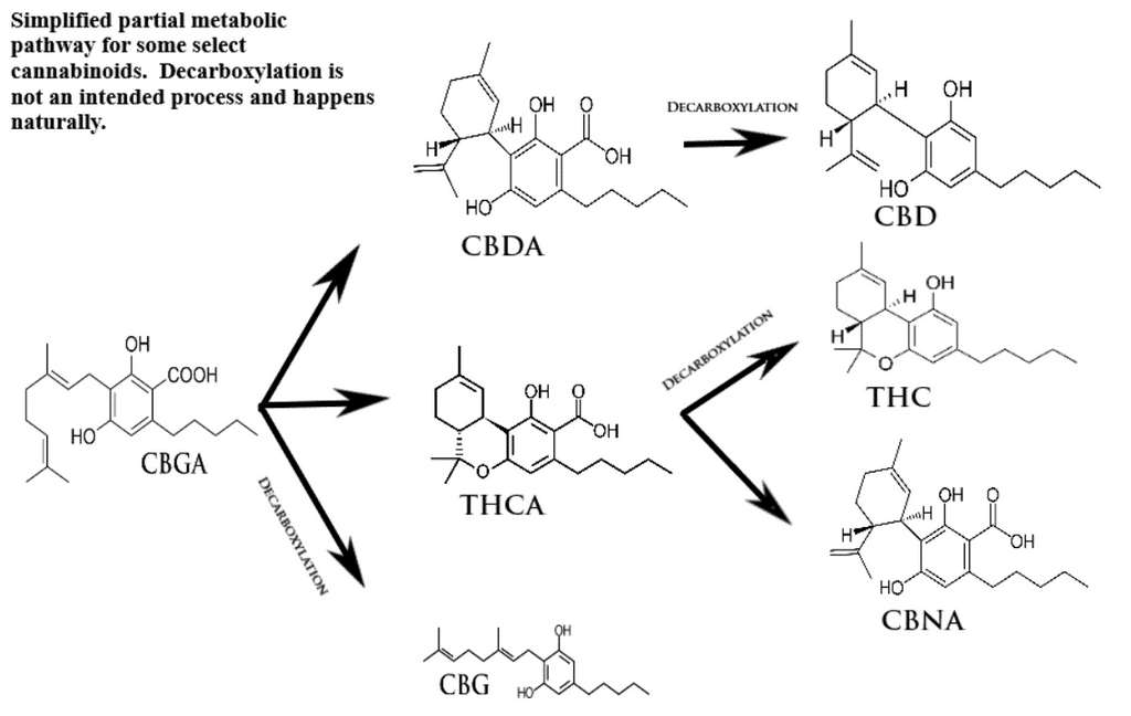 CBGa Vs. CBD