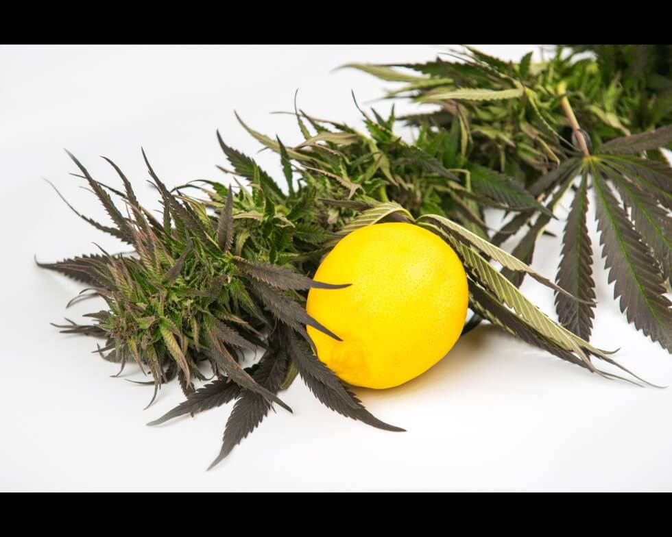 How Terpenes Assist The Entourage Effect