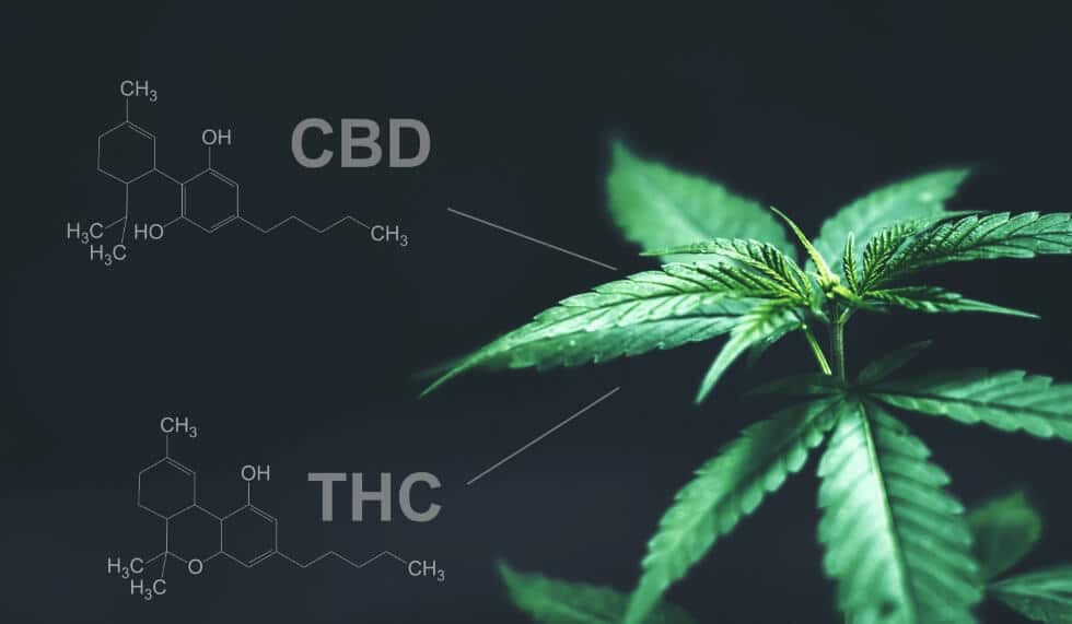 Why Marijuana Users Shouldn’t Ignore The Hemp Space