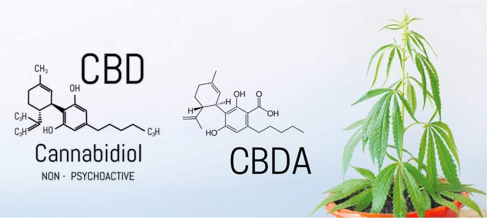 CBD vs CBDA