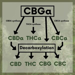 CBGa Mother of Cannabinoids