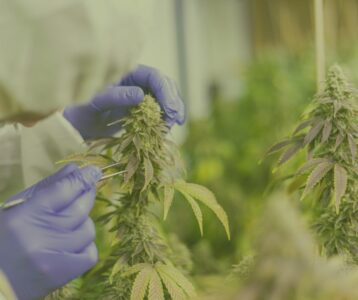 Live Resin Harvesting