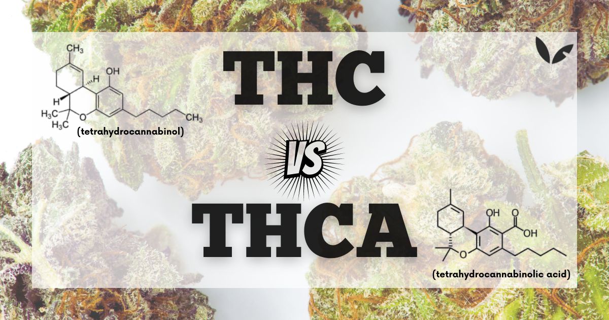 Guide to THC vs THCa