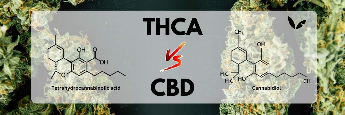 THCa vs. CBD: What Is The Difference?