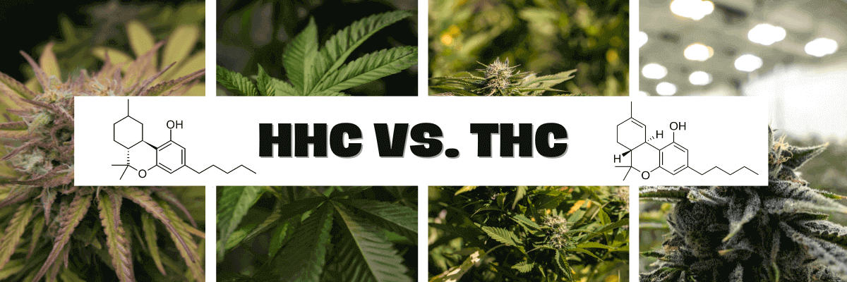 HHC Vs. THC: What Is The Difference?