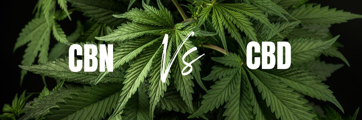 CBN Vs. CBD: Everything You Need to Know