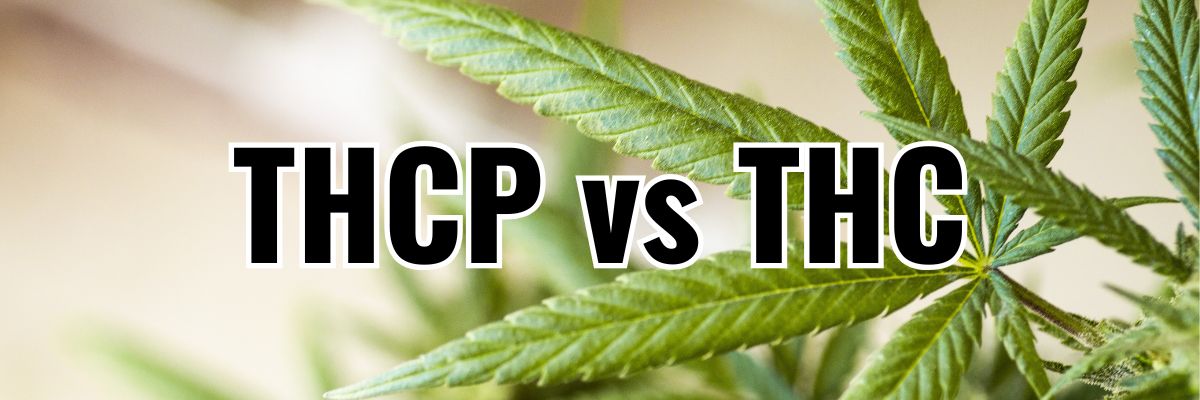 THCP vs THC