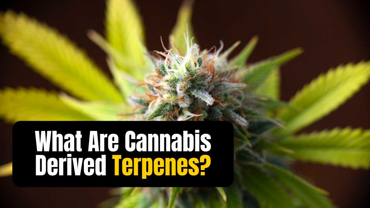 What Are Cannabis Derived Terpenes?
