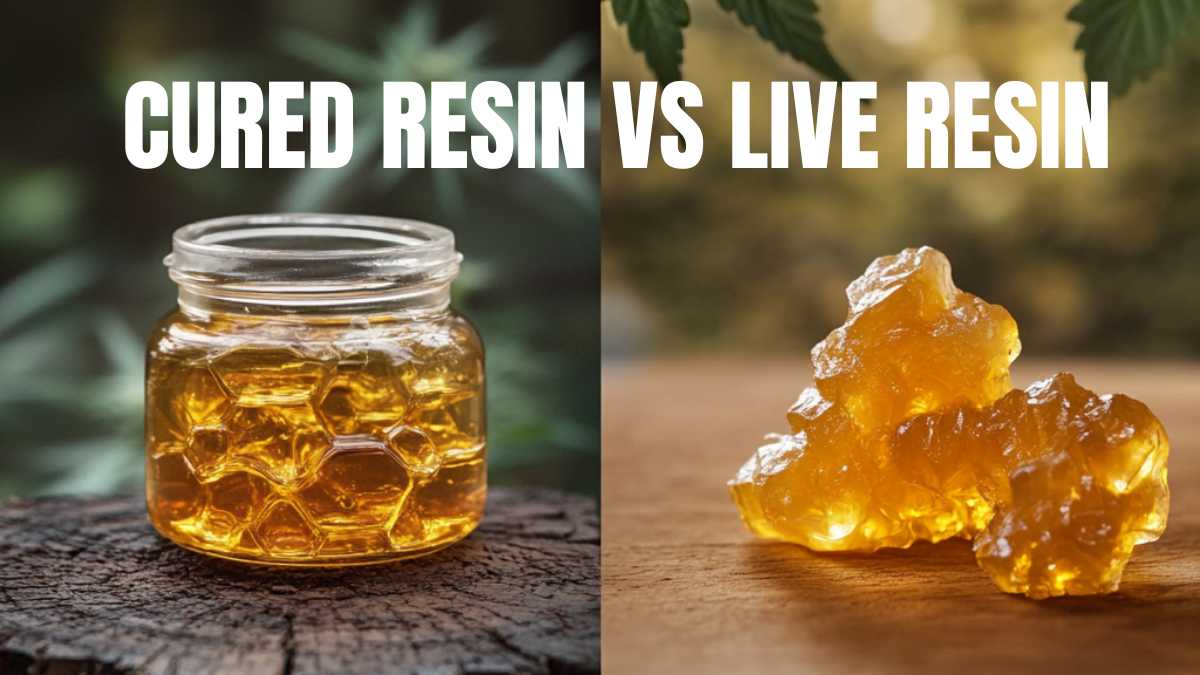 Cured Resin Vs Live Resin: What’s the Difference?