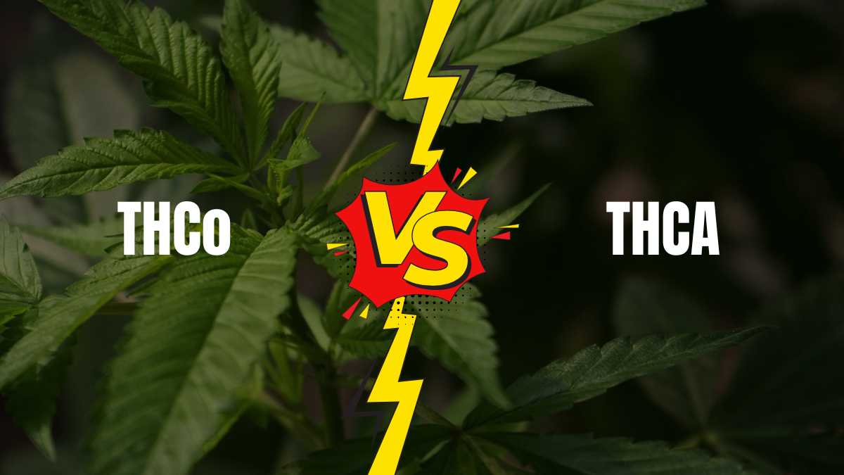 THCO Vs THCA: What’s The Better Choice for Your Needs?